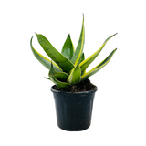 Sansevieria Snow White / Snake Plant (Dracaena trifasciata)- Live Plant in pot  (Home & Garden)