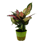 Aglaonema Pink Beauty (Aglaonema commutatum)- Live Plant (Home & Garden)