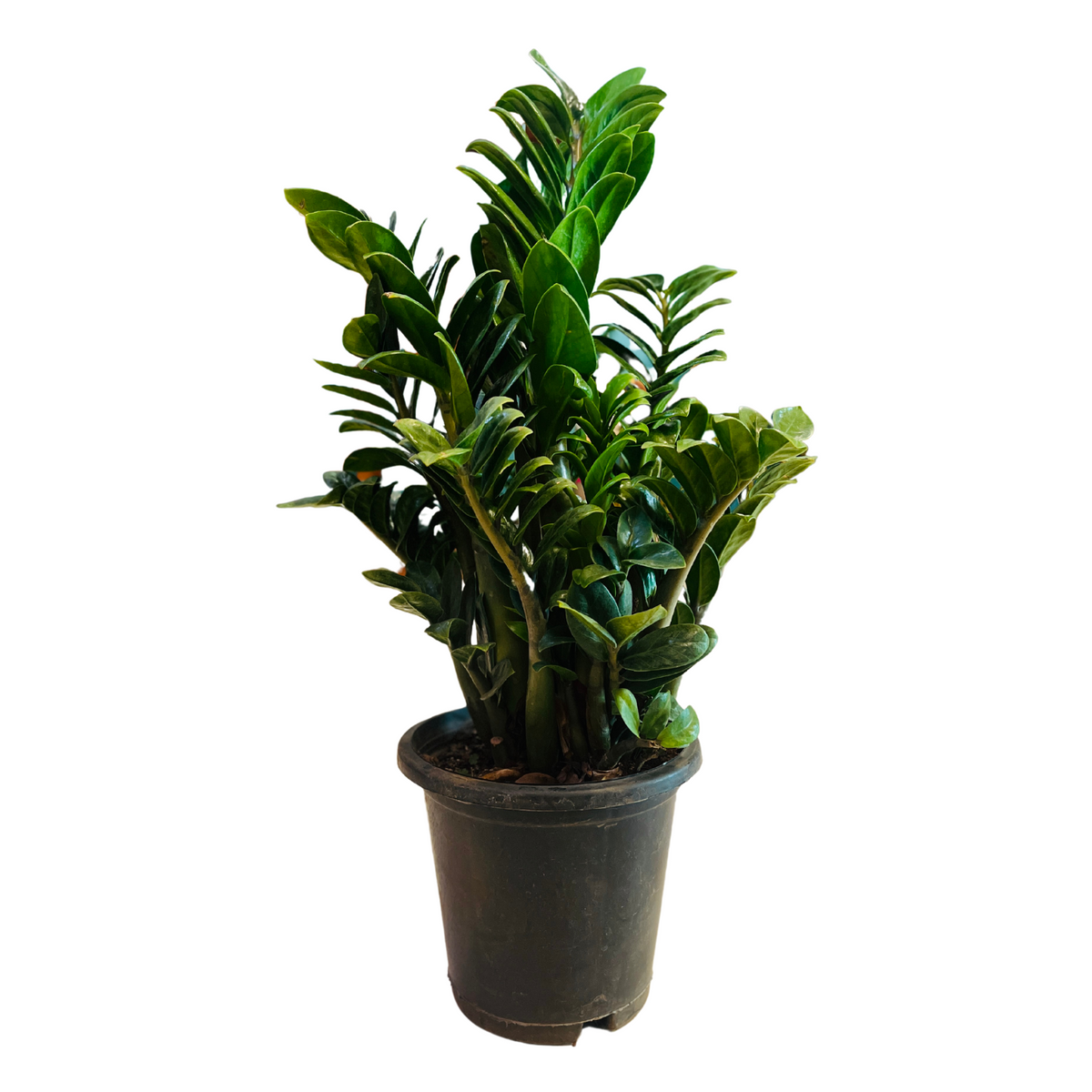 Zamioculcas zamiifolia ‘Zenzi’ Big Dwarf ZZ Plant- Live Plant in 8inch Pot (Home & Garden)