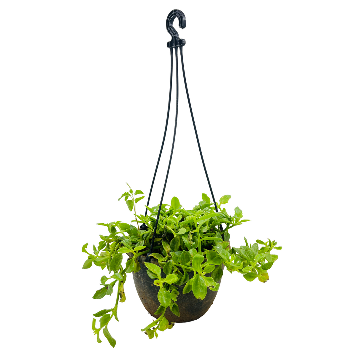 Aptenia, Baby Sun Rose Plant- Live Hanging Plant With Pot (Home & Garden)