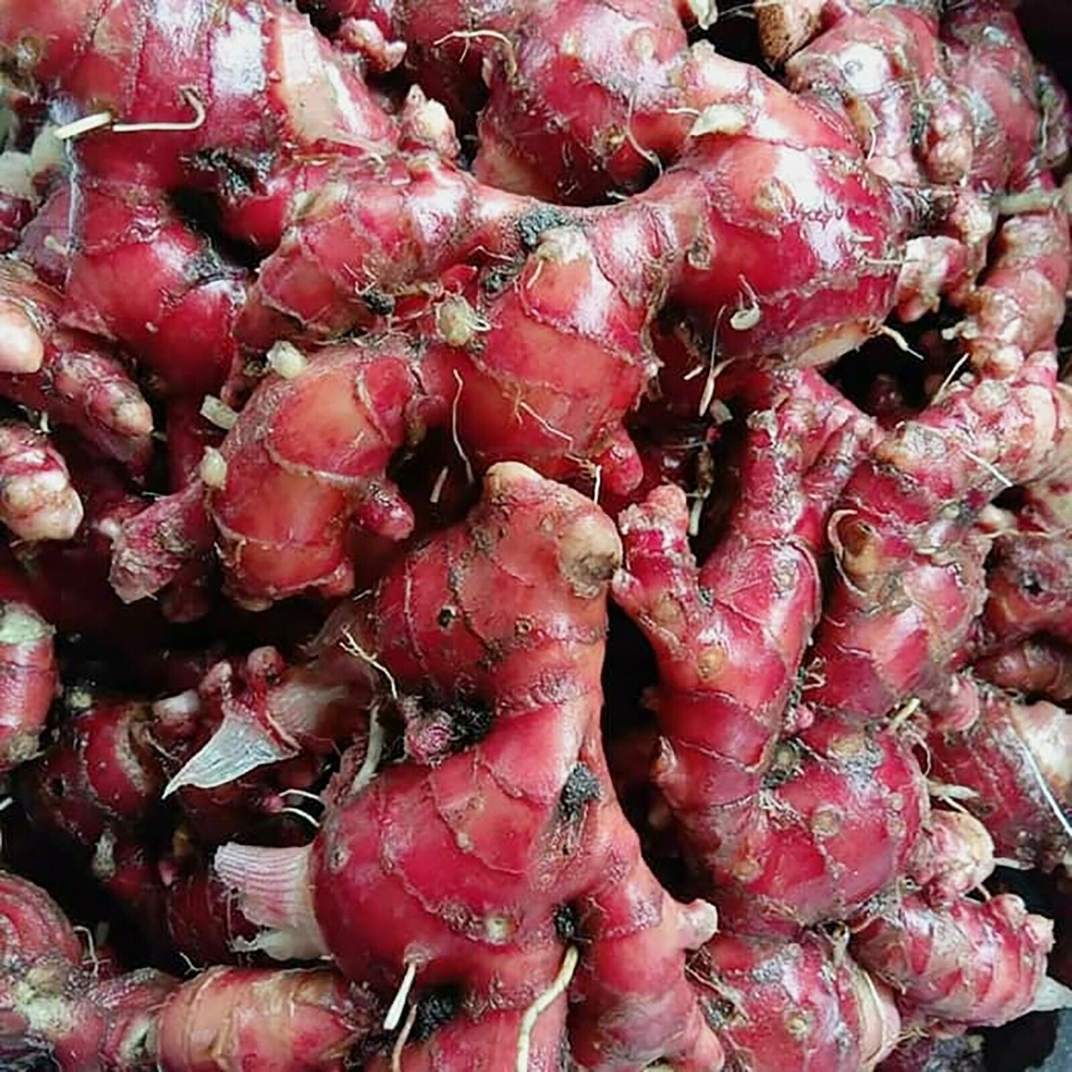 Red Ginger Rhizome / Chuvanna Inchi (Alpinia purpurata)