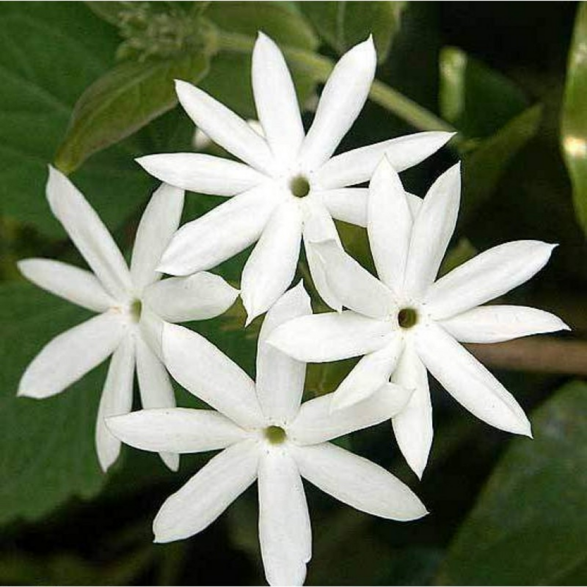 Kunda | Downy Jasmine Plant (Jasminum multiflorum)- Flowering/Ornamental Live Plant (Home & Garden)