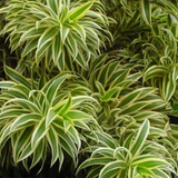 Song Of India (Dracaena Reflexa) - Ornamental Live Plant (Home & Garden)