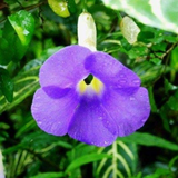 Thunbergia Erecta Plant - Blue Skyflower | Blue Trumpet Vine | Clockvine Flowering/Ornamental Live Plant (Home & Garden)