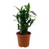 Lotus Bamboo / Lucky Bamboo - Live Plant (Home & Garden)