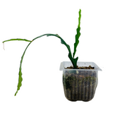 Fishbone | Ric Rac Cactus - Live Plant (Home & Garden)