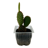 Bunny Ear Cactus (Opuntia microdasys)- Live Plant (Home & Garden)