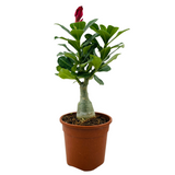 Adenium Plant | Desert Rose (Grafted, Any Color)- Live Plant (Home & Garden)
