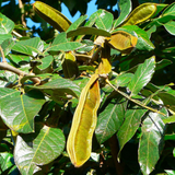 Ice Cream Beans / Monkey Tamarind (Inga edulis) Fruit Live Plant (Home & Garden)