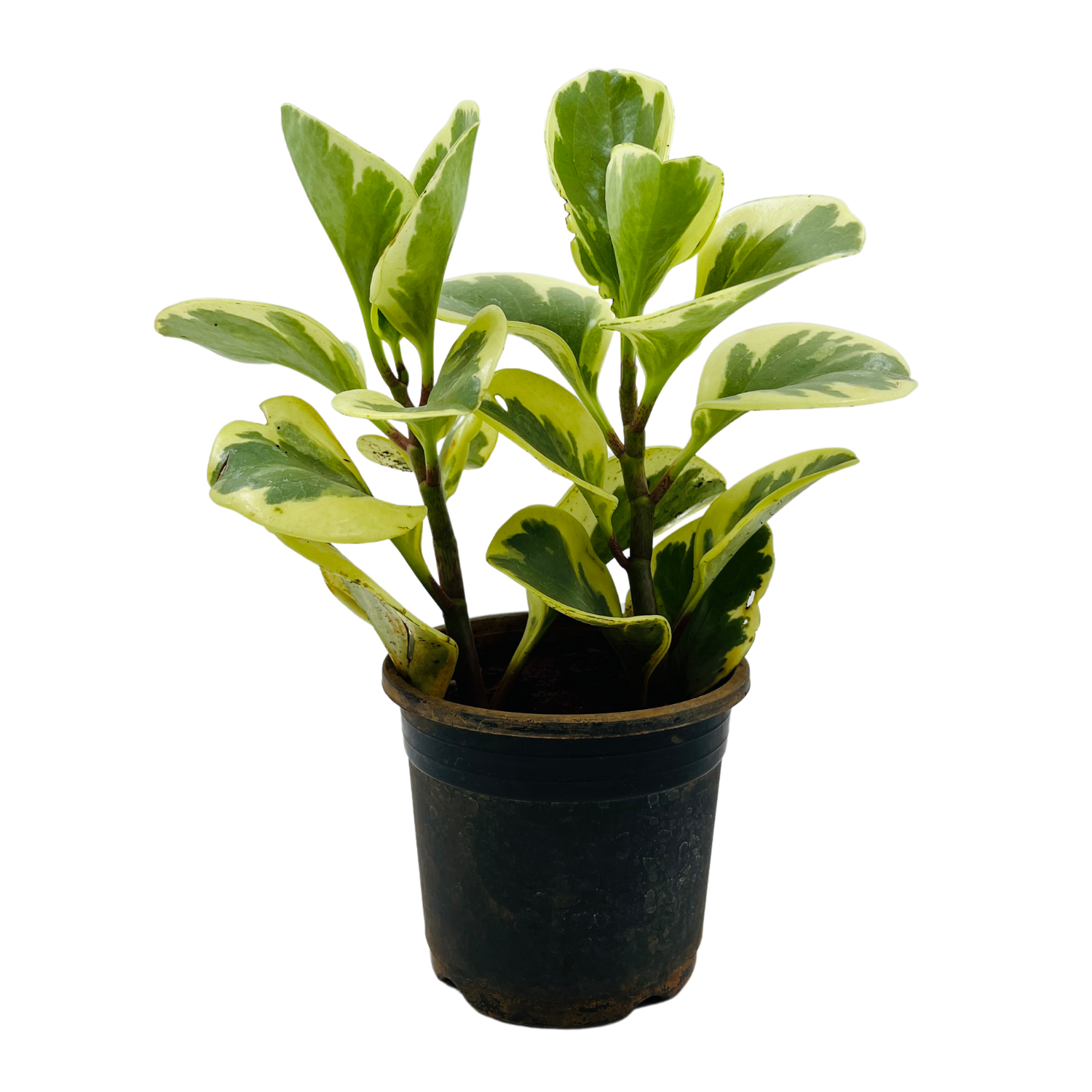 Peperomia Obtusifolia (Variegated)- Live Plant in 10cm pot For Indoor (Home & Garden)