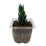 Zebra Haworthia Cone | Haworthia Attenuata - Live Plant (Home & Garden)