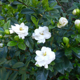 Gardenia | Gandharaj | Cape jasmine (Gardenia jasminoides)- Flowering/Ornamental/Live Plant (Home & Garden)