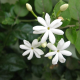 Juhi Jasmine (Jasmine auriculatum)- Flowering/Ornamental/Live Plant (Home & Garden)