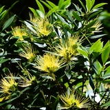 Metrosideros | Pōhutukawa (Metrosideros Excelsa) Flowering/Ornamental Live Plant (Home & Garden)