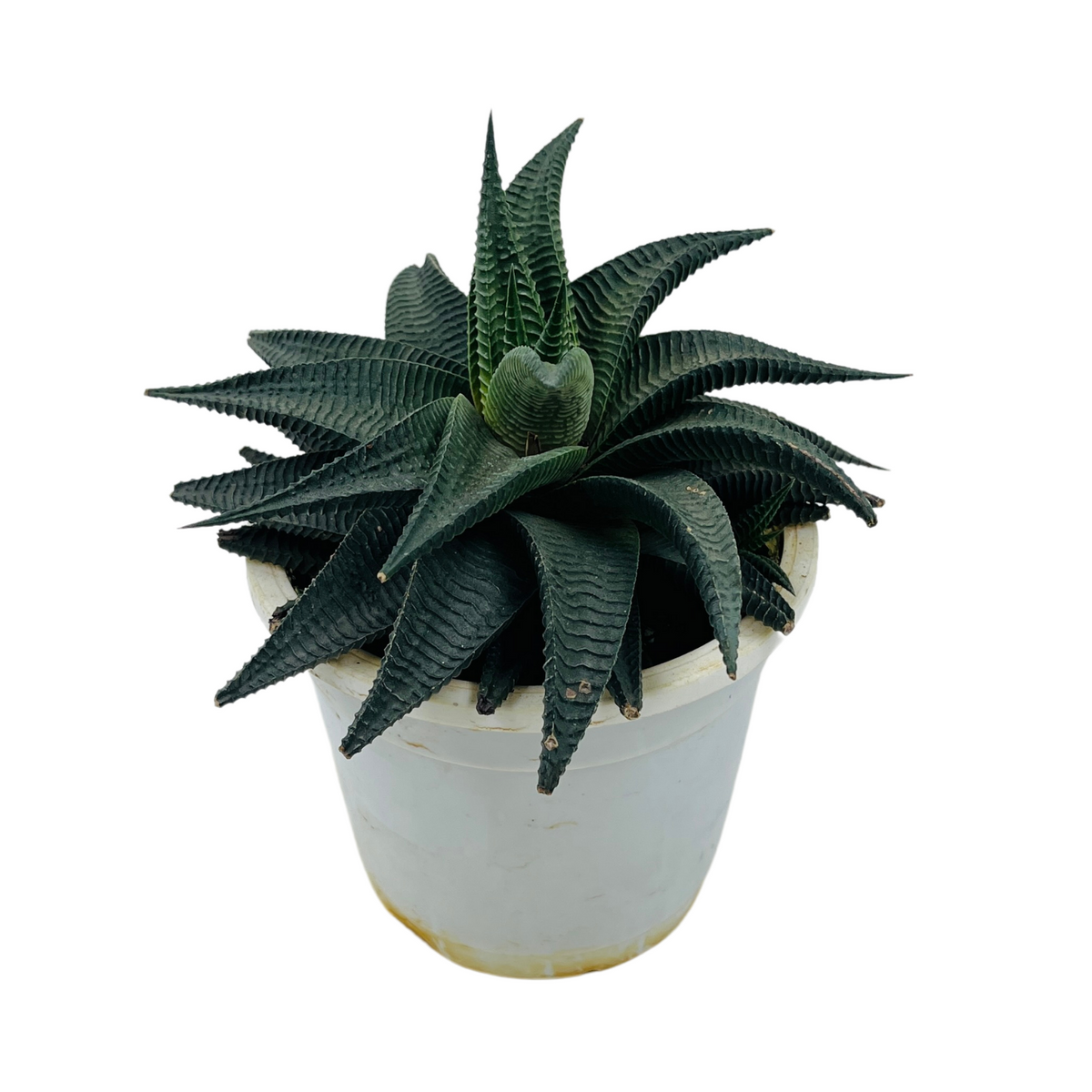 Haworthia Limifolia - Live Succulent Plant in 12cm Pot (Home & Garden)