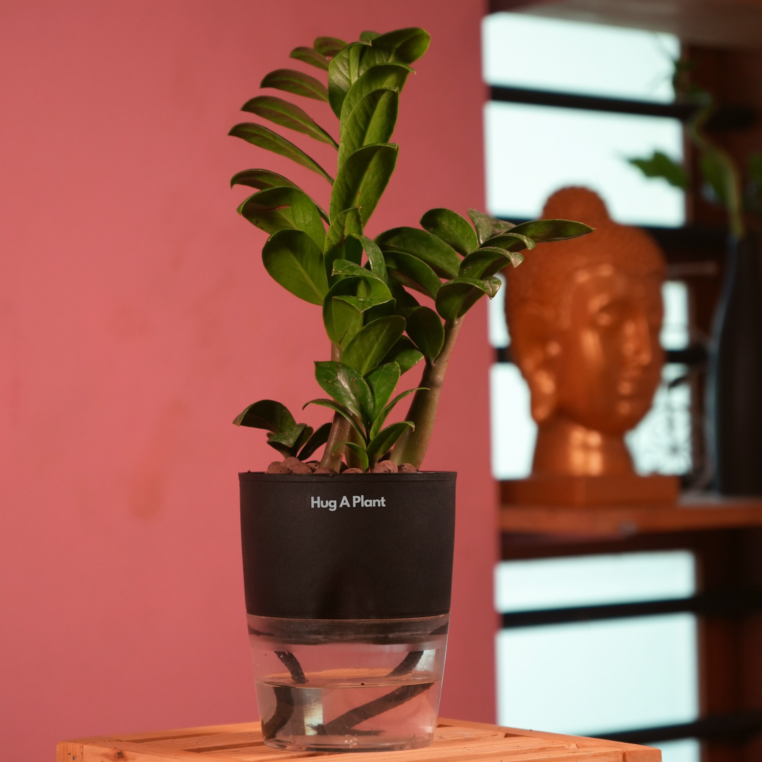 Zamioculcas zamiifolia ‘Zenzi’ Dwarf ZZ Plant- Live Plant (With Self-Watering Pot & Plant)