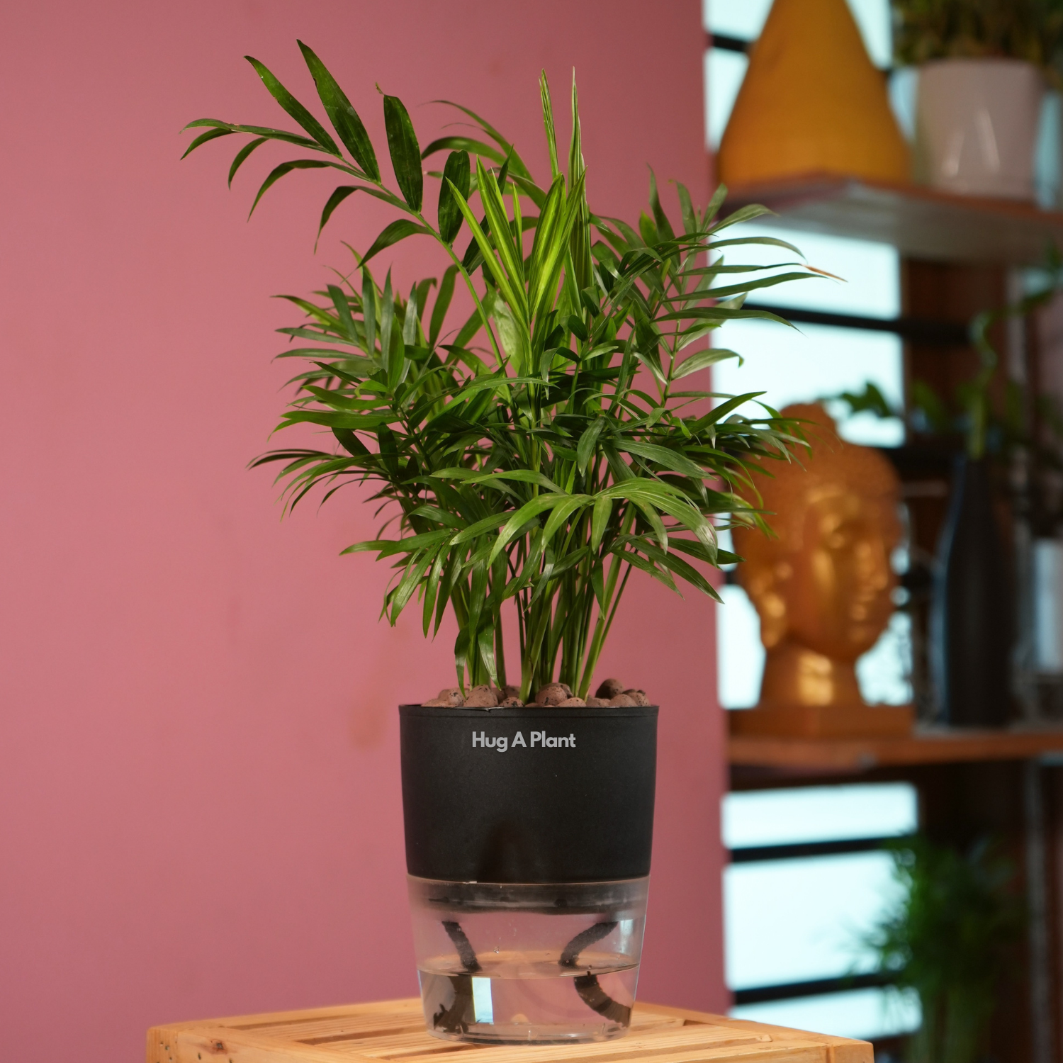 Chamaedorea Palm (Chamaedorea seifrizii) - Live Plant (With Self-Watering Pot & Plant)