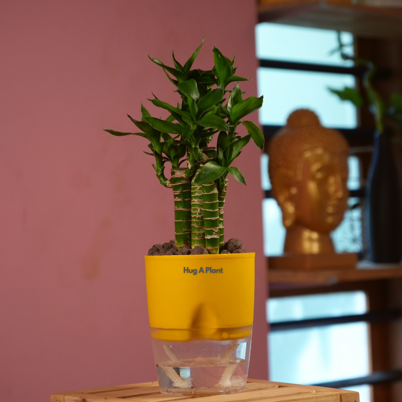 Indoor Plants – Hug A Plant