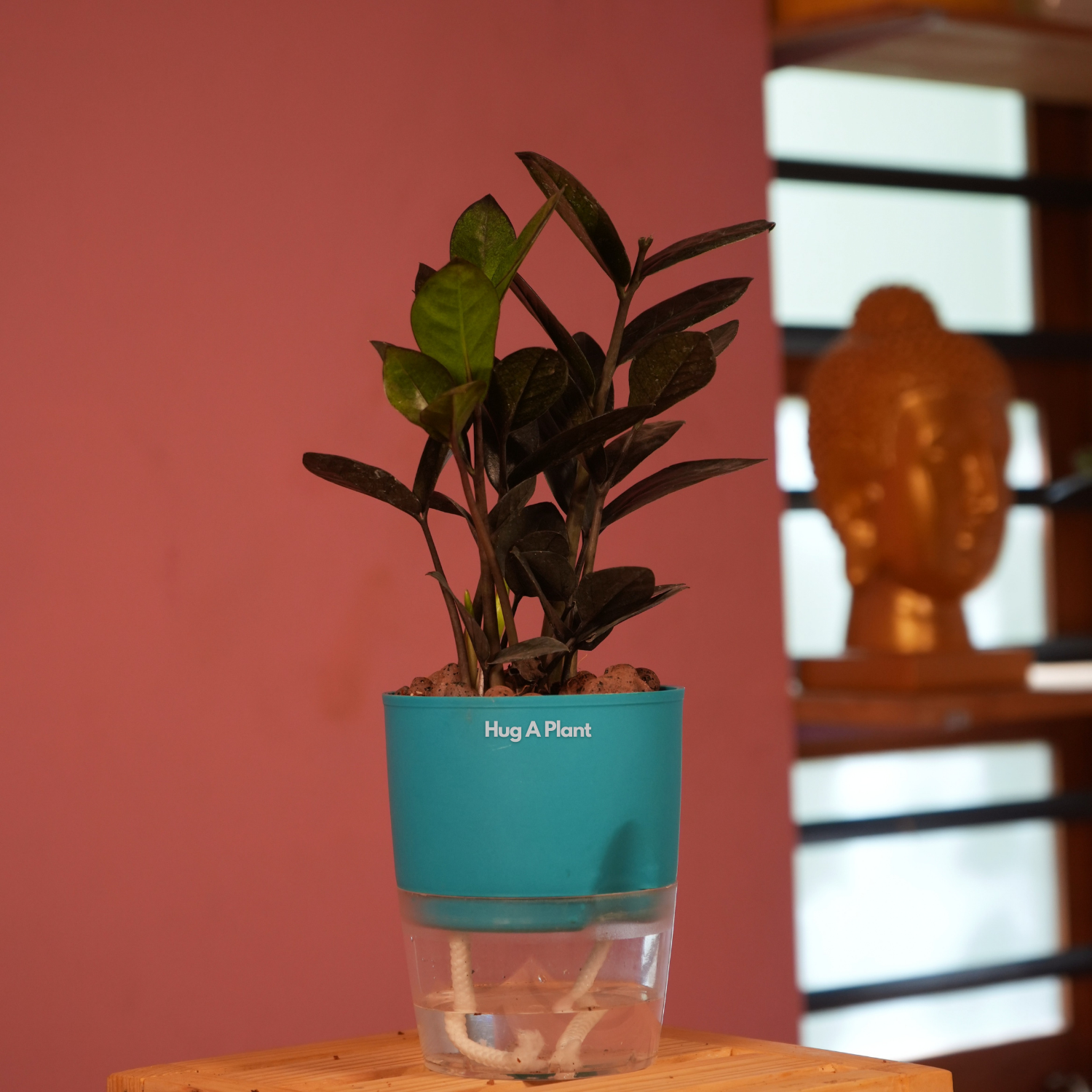 Zamioculcas Raven / Black ZZ Plant (Zamioculcas zamiifolia)- Live Plant (With Self-Watering Pot & Plant) (Home & Garden)