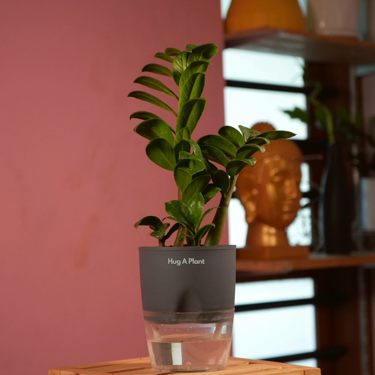 Zamioculcas zamiifolia ‘Zenzi’ Dwarf ZZ Plant- Live Plant (With Self-Watering Pot & Plant)
