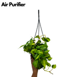 Philodendron Oxycardium Brasil With Hanging Pot (Home & Garden)