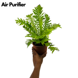 Tree Fern | Silver Lady (Blechnum Gibbum)- Live Plant in pot (Home & Garden)