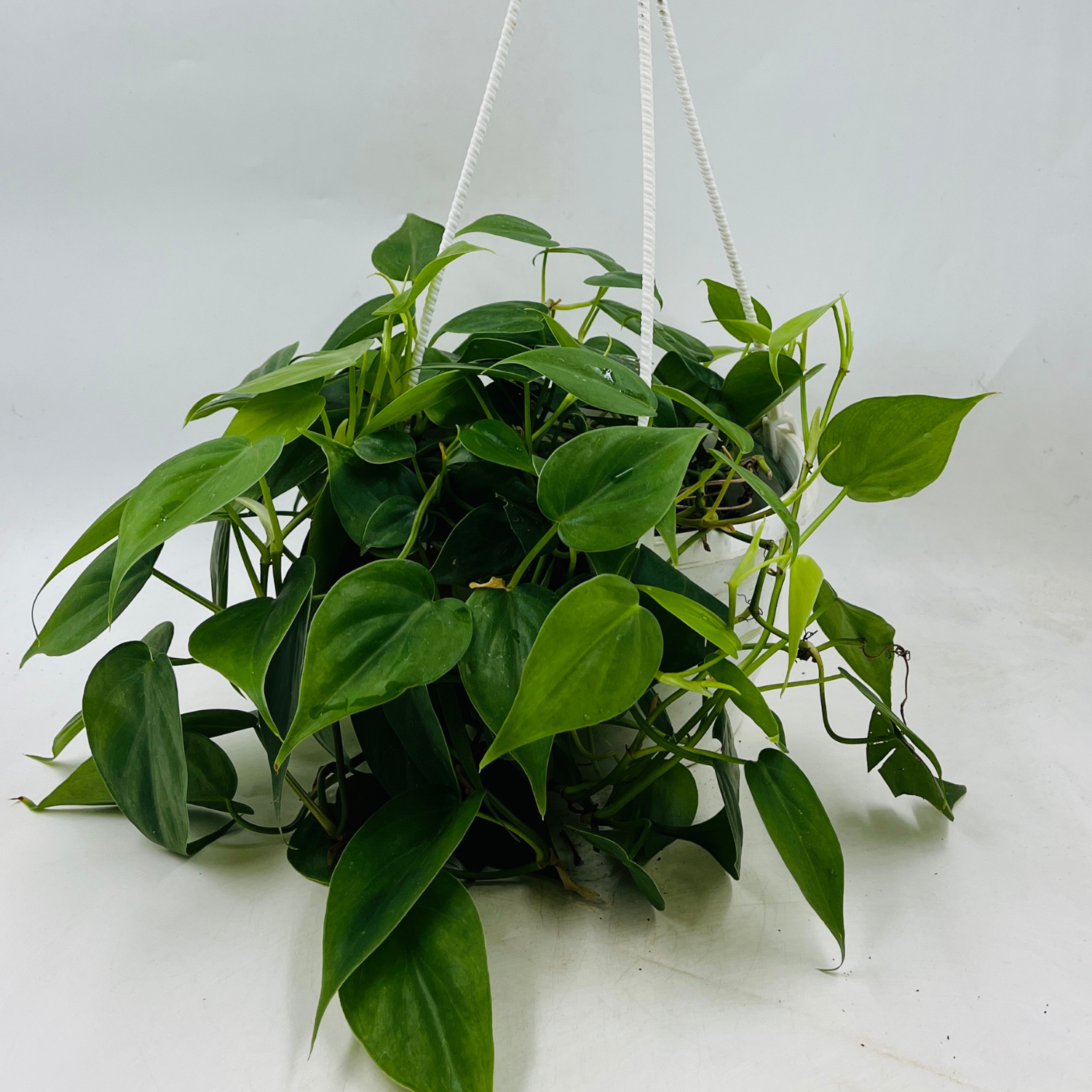 Philodendron Oxycardium Green Plant With Hanging Pot