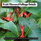 Heliconia / Lobster-claws (Genus Heliconia) Flowering/Ornamental Live Plant (Home & Garden)
