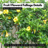 Allamanda Creeper | Pentalinon luteum (Yellow) -  Flowering/Ornamental Live Plant (Home & Garden)