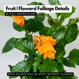 Kanakambaram | Aboli | Crossandra | Firecracker Flower (Crossandra Infundibuliformis) Flowering/Ornamental Live Plant (Home & Garden)