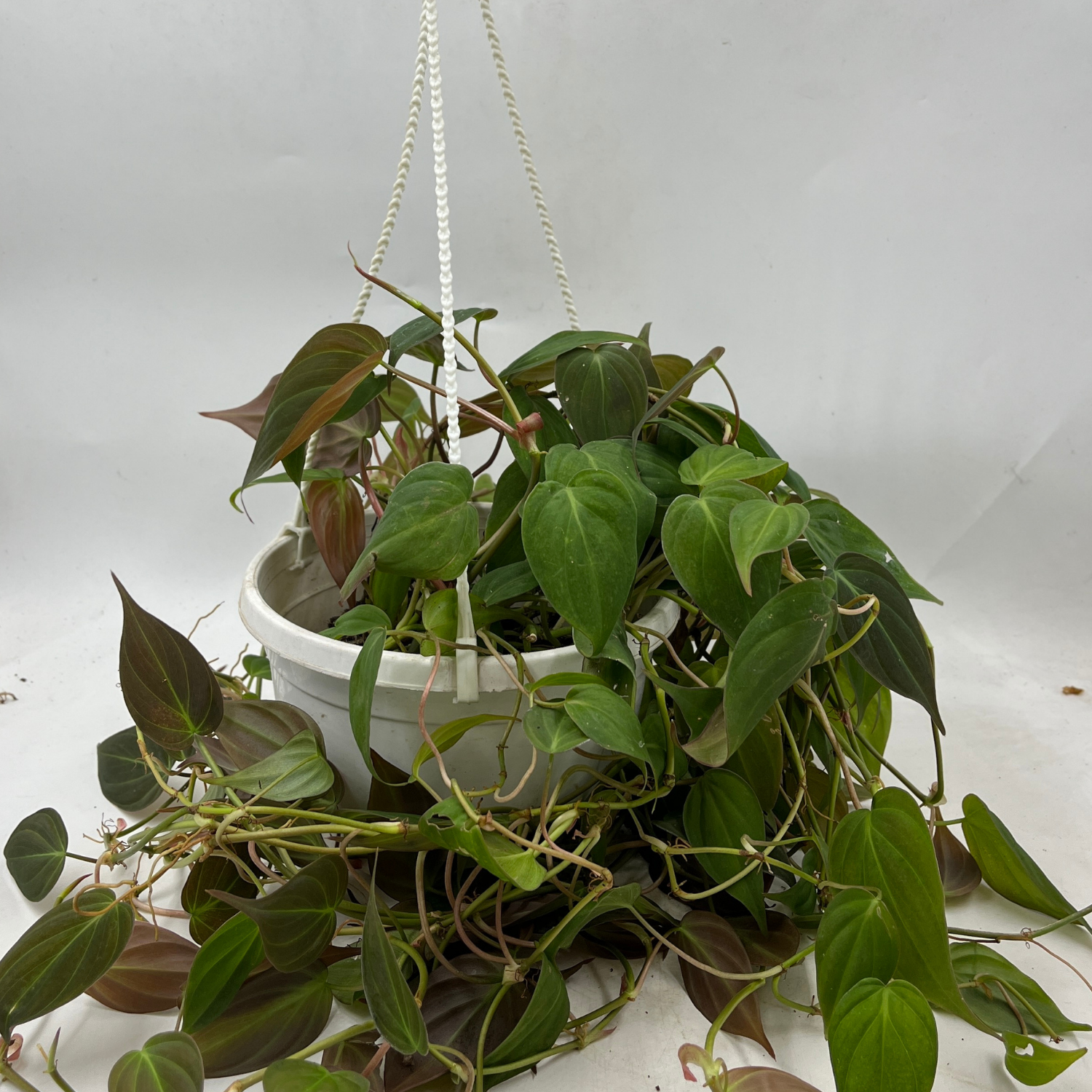 Philodendron Micans Oxycardium Plant With Hanging Pot