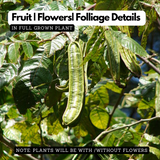 Ice Cream Beans / Monkey Tamarind (Inga edulis) Fruit Live Plant (Home & Garden)