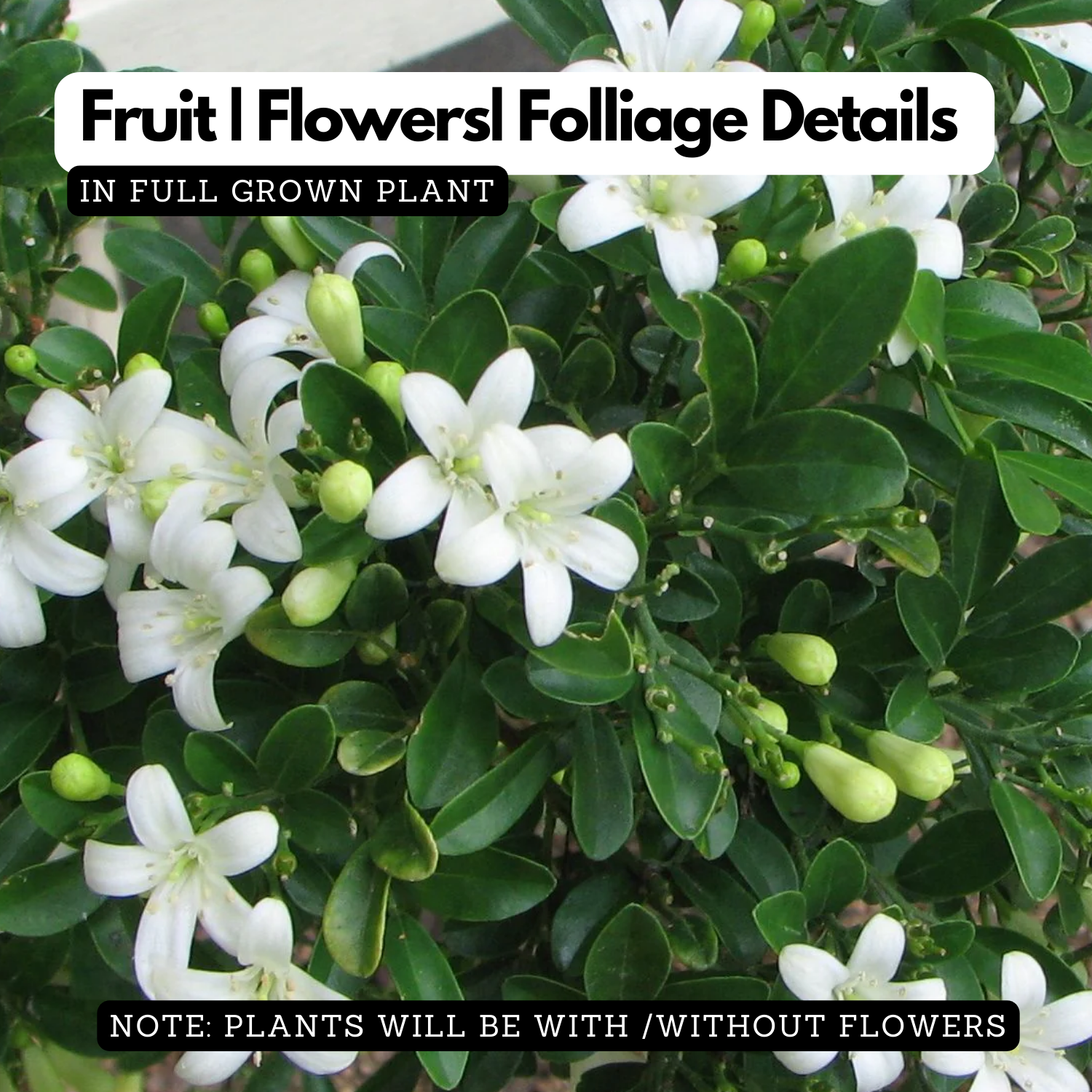Bonsai Murraya| Dwarf Maramulla | Table kamini (Murraya Paniculata) - Flowering/Ornamental Live Plant (Home & Garden)
