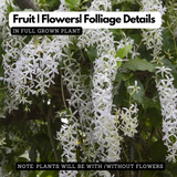 Sand paper Vine White / White Wreath (Petrea Volubilis) Wine Creeper Flowering/Ornamental Live Plant (Home & Garden)