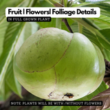Elephant Apple | Chalta Plant (Dillenia Indica) Fruit Live Plant (Home & Garden)