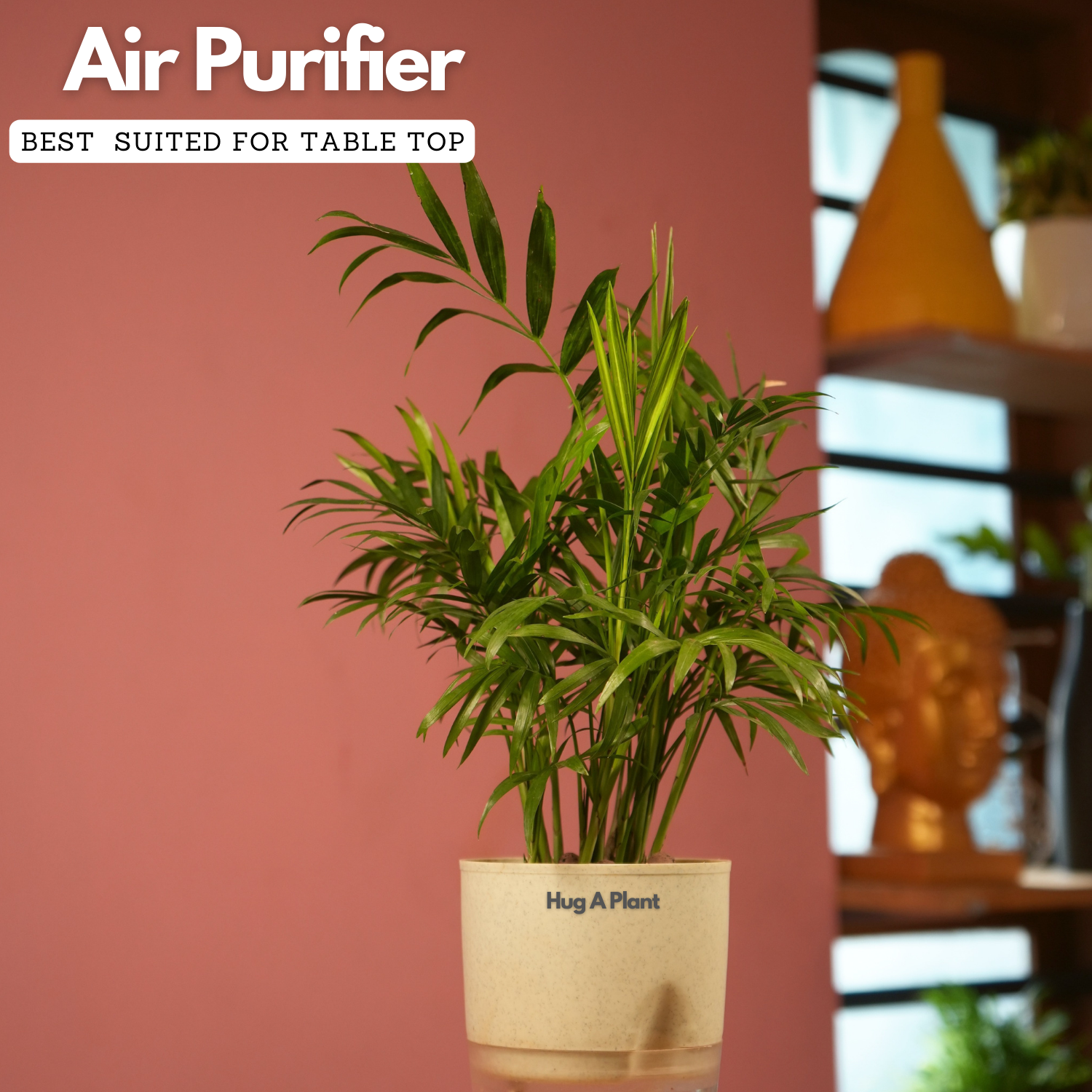 Chamaedorea Palm (Chamaedorea seifrizii) - Live Plant (With Self-Watering Pot & Plant)
