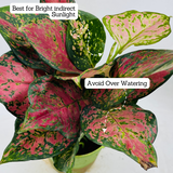 Aglaonema Pink Beauty (Aglaonema commutatum)- Live Plant (Home & Garden)