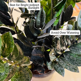 Zamioculcas Raven / Black ZZ Plant (Big) (Zamioculcas zamiifolia) - Live Plant in 8inch Pot For Indoor (Home & Garden)