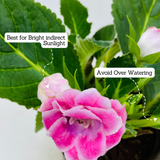 Gloxinia Plant (Any Color)- Live Flowering Plant in 10cm Pot (Home & Garden)
