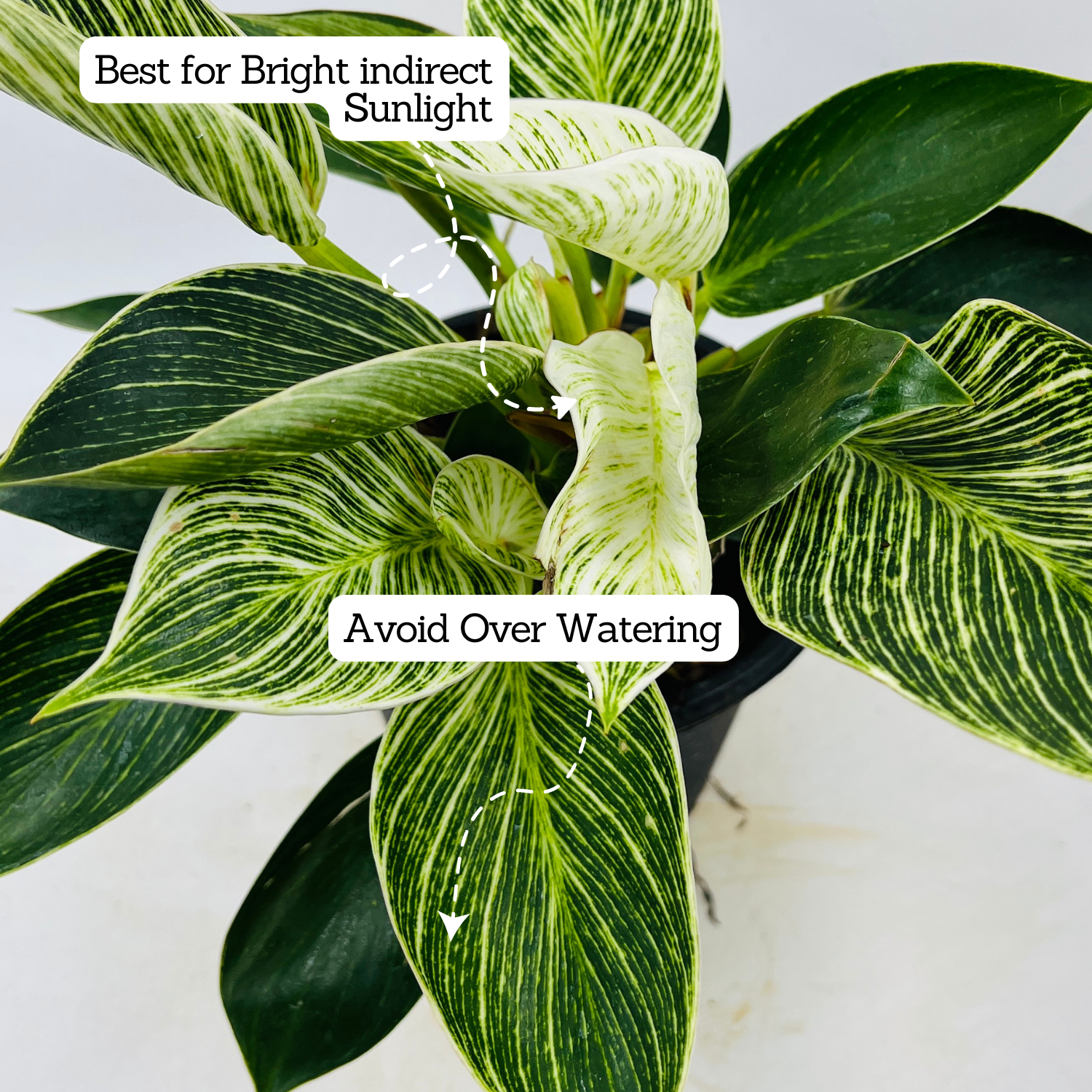 Philodendron Birkin / White Wave - Live Plant in 12cm Pot (Home & Graden)