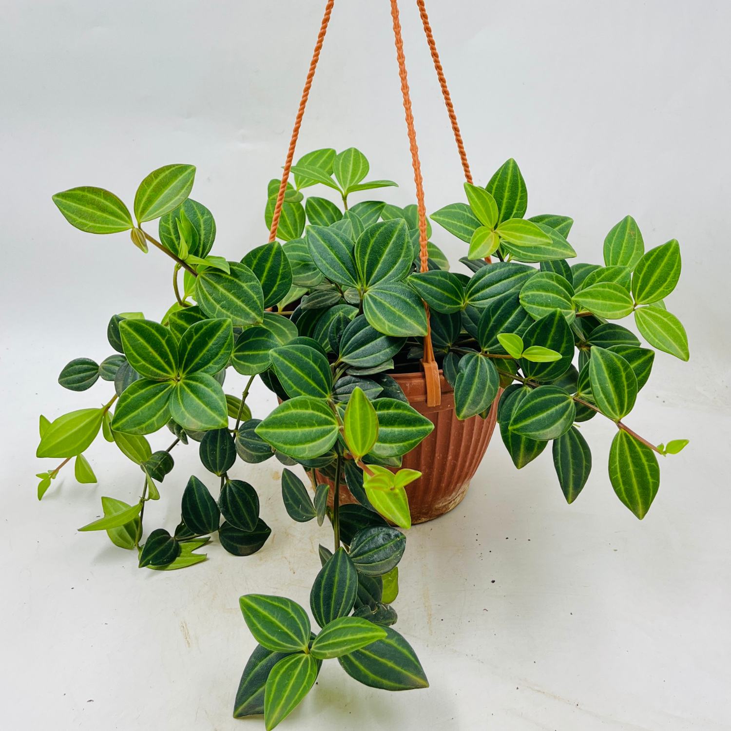 Peperomia Angulata Hanging Plant With Pot