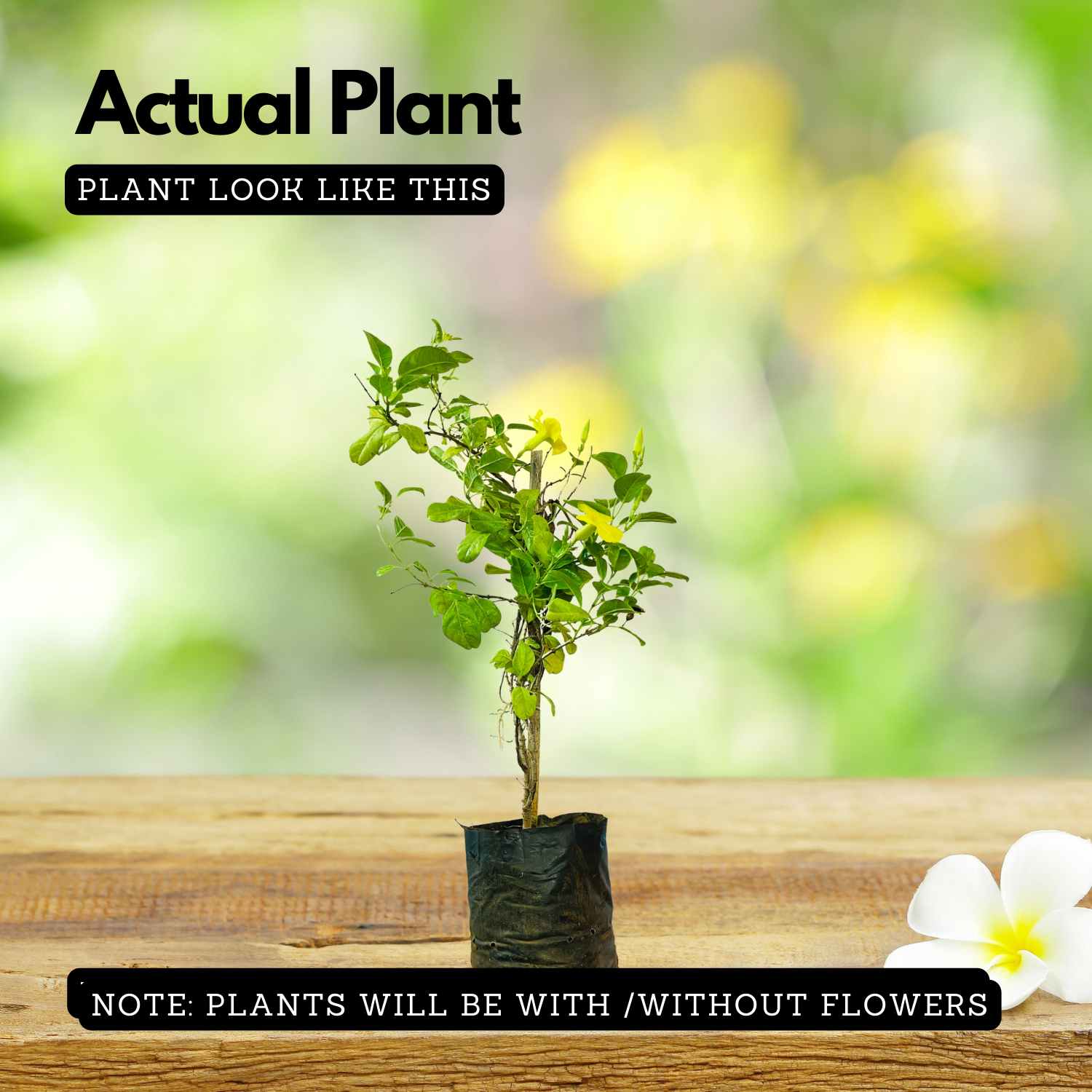 Allamanda Creeper | Pentalinon luteum (Yellow) -  Flowering/Ornamental Live Plant (Home & Garden)