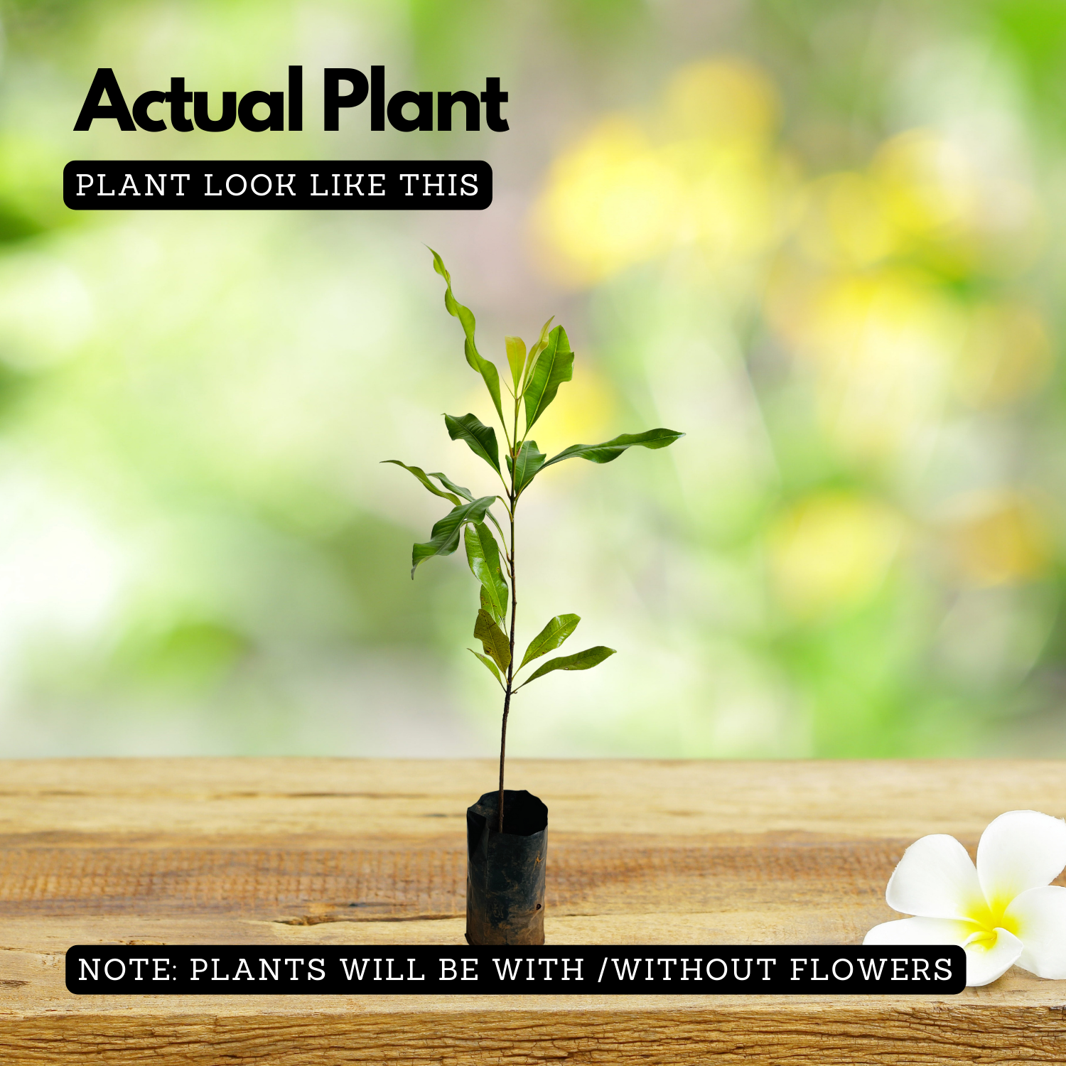 Cloves Plant (Syzygium Aromaticum) Live Spice Plant (Home & Garden)