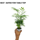 Parlour Palm | Bamboo palm | Chamaedorea Palm (Chamaedorea seifrizii) - Live Plant For Indoor (Home & Garden)