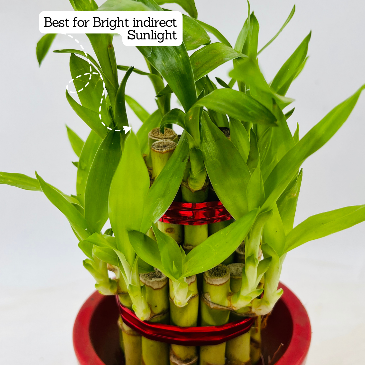 2 Layer Lucky Bamboo - Live Plant (Home & Garden)