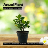 Gardenia | Gandharaj | Cape jasmine (Gardenia jasminoides)- Flowering/Ornamental/Live Plant (Home & Garden)