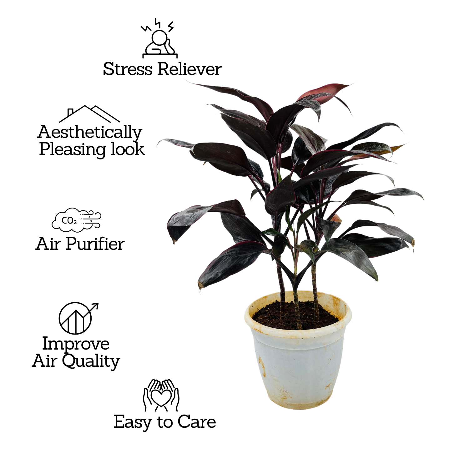 Dracaena Purple | Australis- Live Plant (Home & Garden)