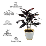 Dracaena Purple | Australis- Live Plant (Home & Garden)