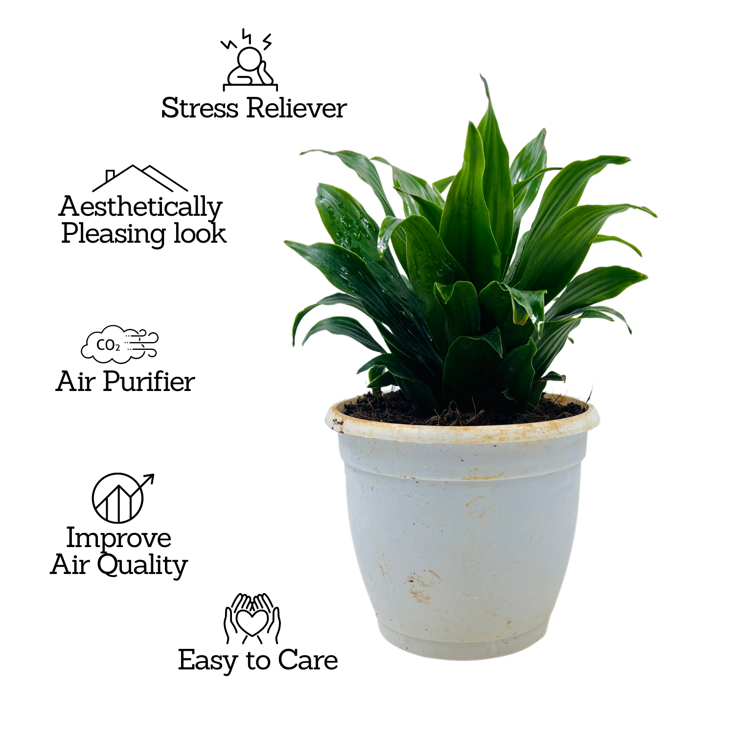 Dracaena Compacta - Live Plant in 12cm Pot (Home & Garden)