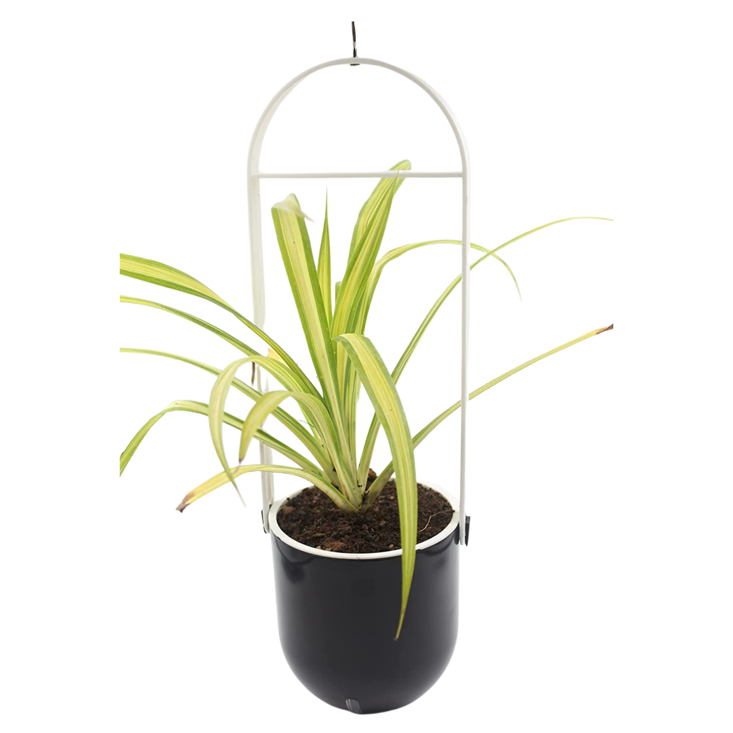 Sphere Selfwatering Hanging Flower Pot/Indoor Outdoor Plant Pot | Hanging Planter for Plants (Home & Garden)